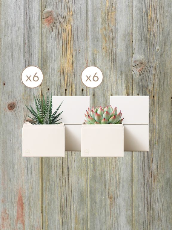 LULAS GARDEN ASSORTED SUCCULENT PLANT GARDENS